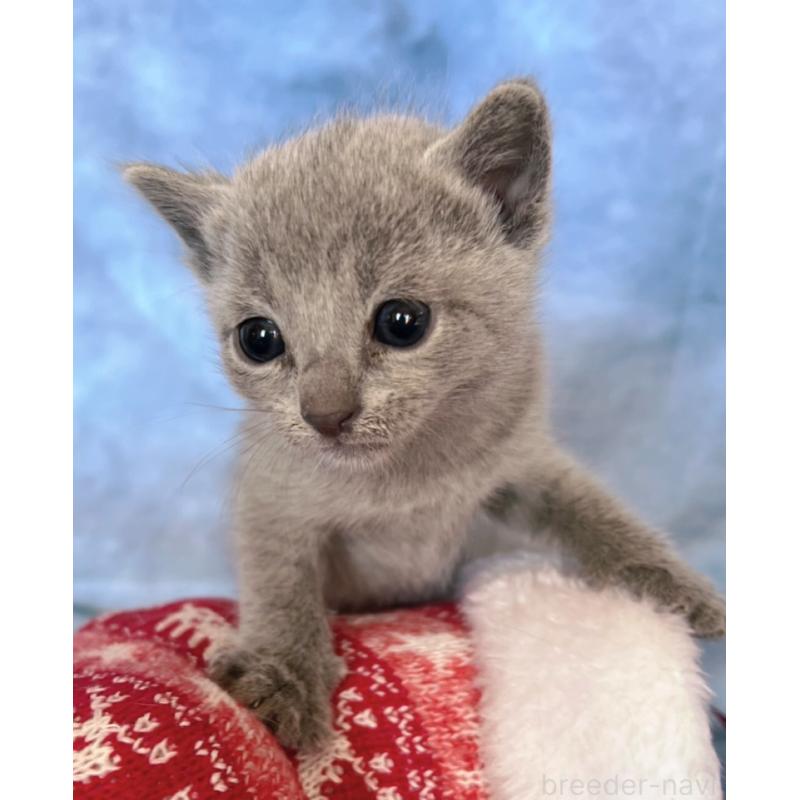 販売中の千葉県のロシアンブルー-132350の10枚目