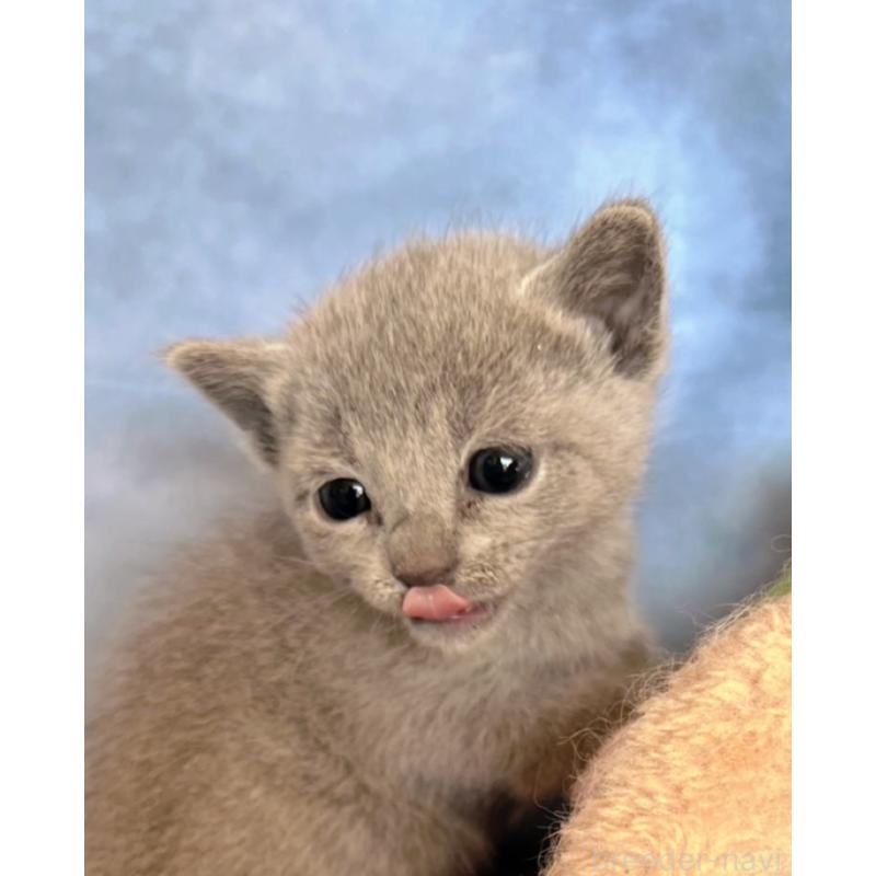 販売中の千葉県のロシアンブルー-132350の9枚目