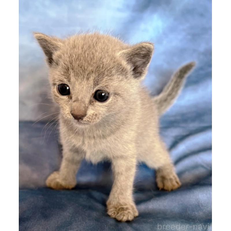 販売中の千葉県のロシアンブルー-132350の8枚目