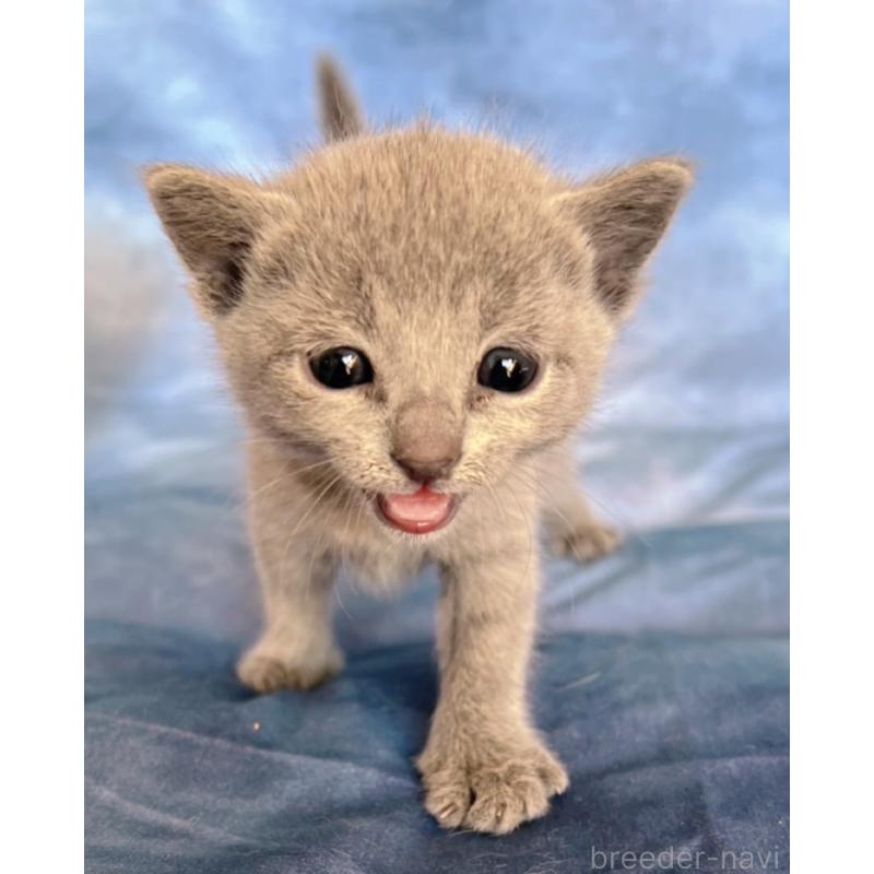 販売中の千葉県のロシアンブルー-132350の7枚目