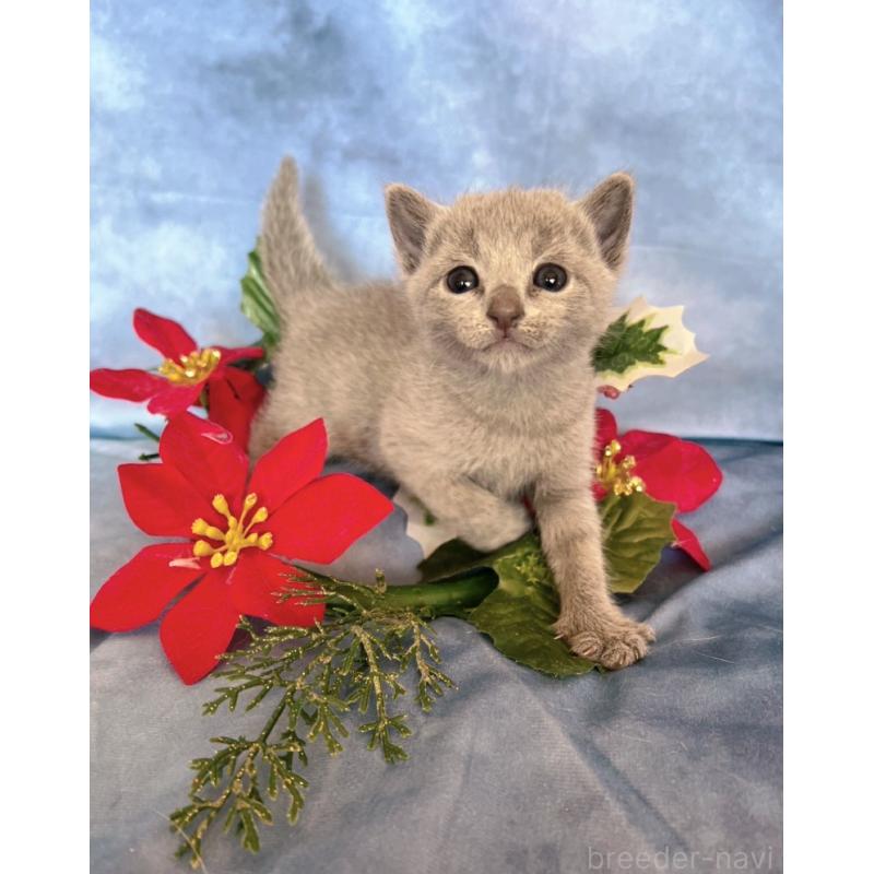 販売中の千葉県のロシアンブルー-132350の6枚目