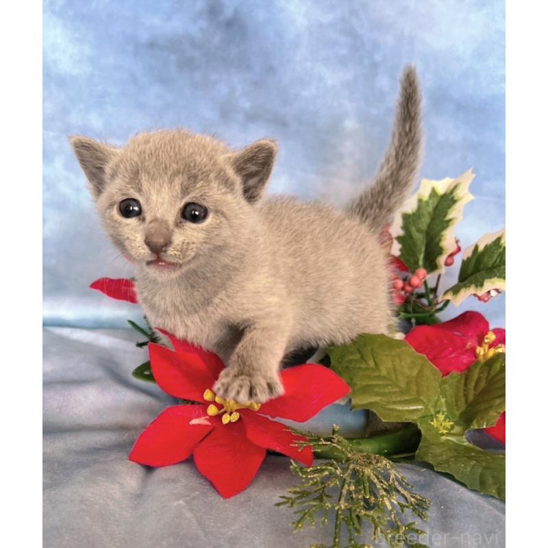 販売中の千葉県のロシアンブルー-132350の5枚目