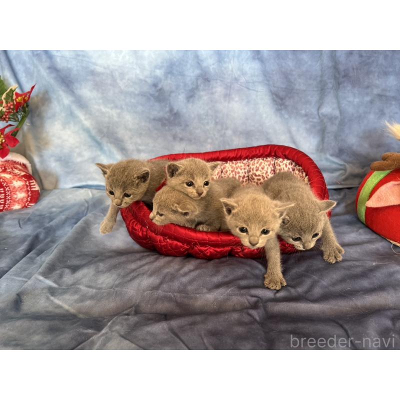 販売中の千葉県のロシアンブルー-132350の3枚目