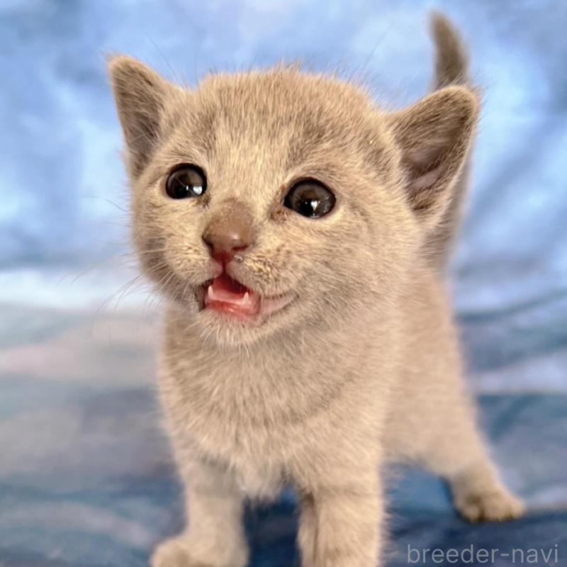 販売中の千葉県のロシアンブルー-132350