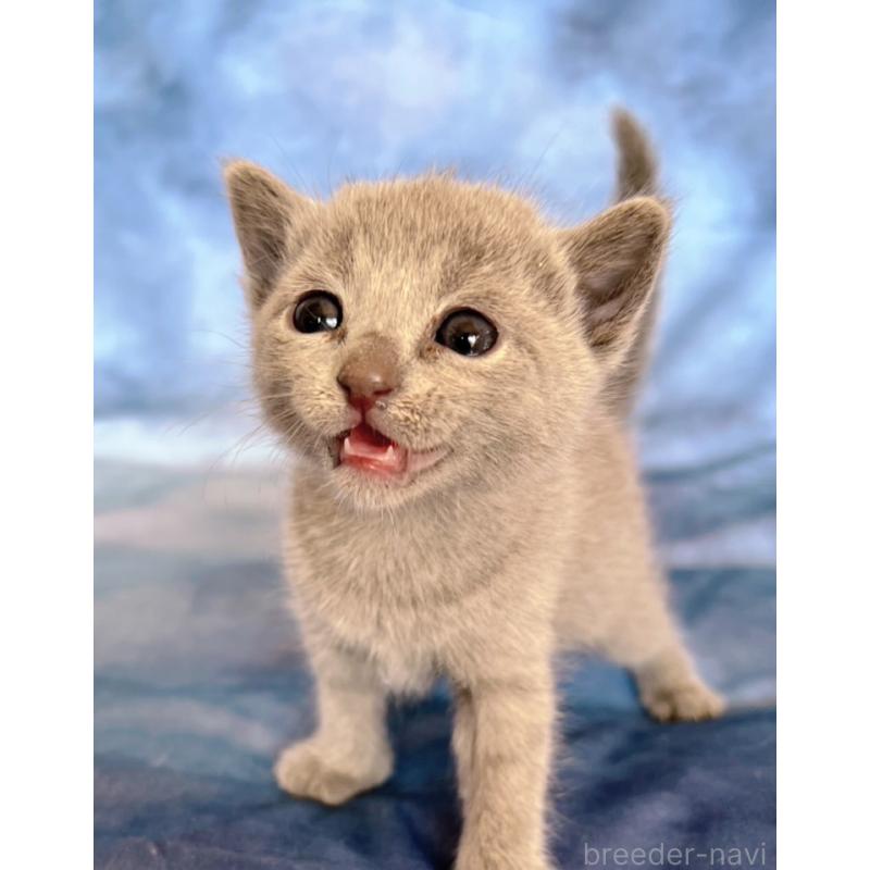 販売中の千葉県のロシアンブルー-132350の2枚目