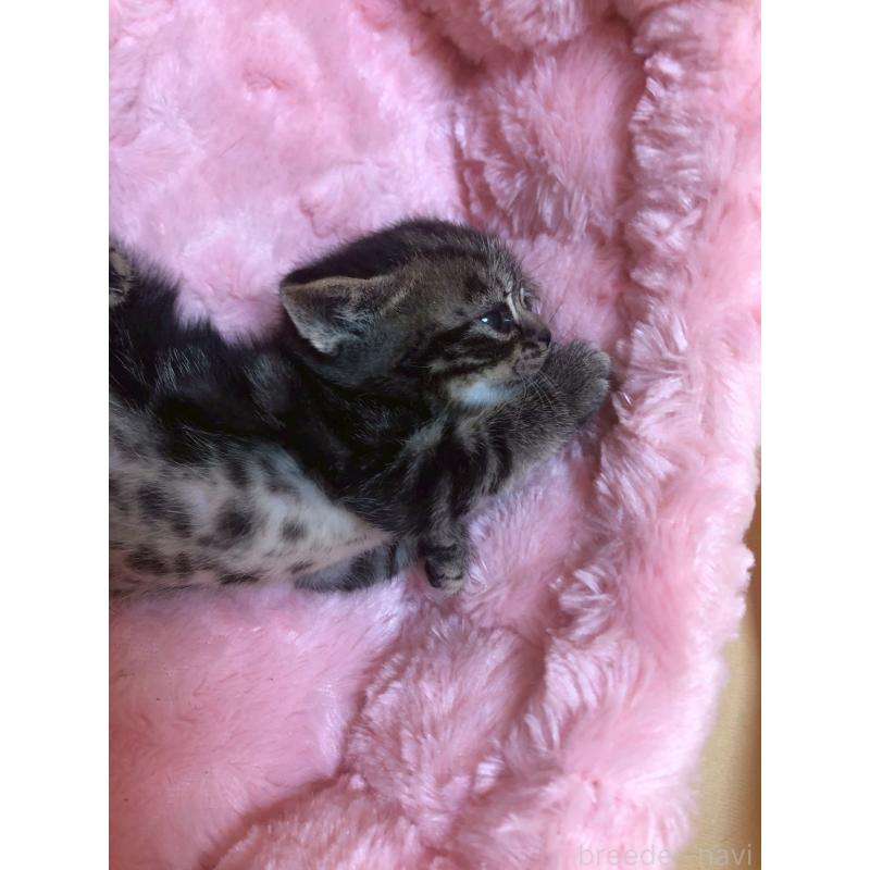 販売中の三重県のアメリカンショートヘア-132351の13枚目