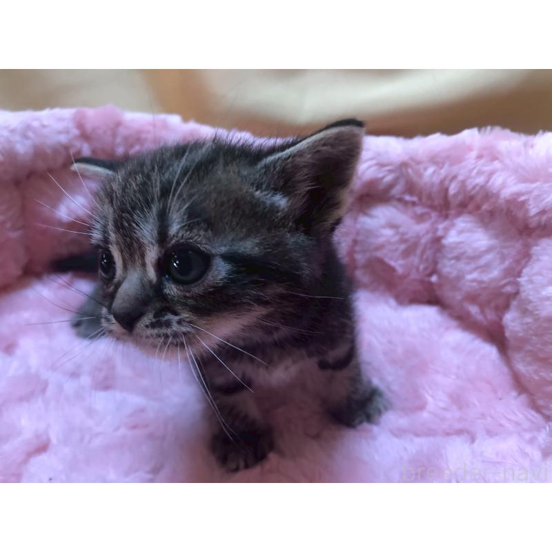 販売中の三重県のアメリカンショートヘア-132351の11枚目