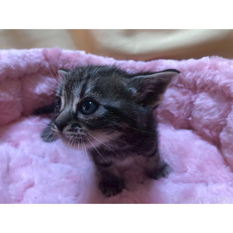 販売中の三重県のアメリカンショートヘア-132351の10枚目