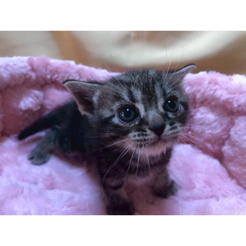 販売中の三重県のアメリカンショートヘア-132351の8枚目