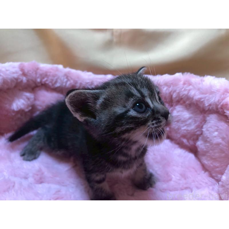 販売中の三重県のアメリカンショートヘア-132351の7枚目