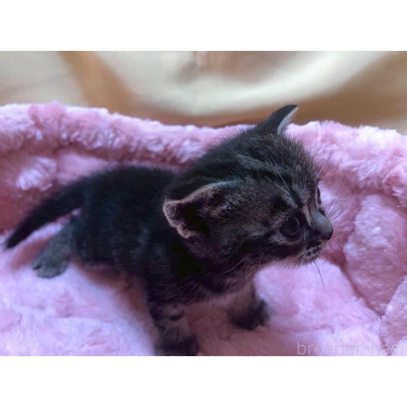 販売中の三重県のアメリカンショートヘア-132351の6枚目