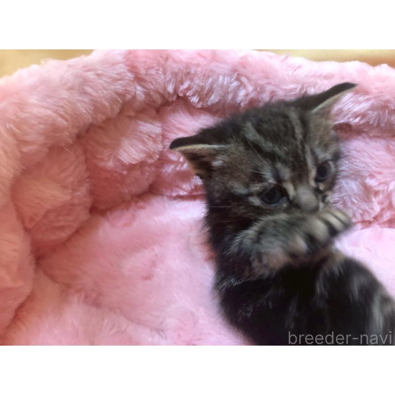 販売中の三重県のアメリカンショートヘア-132351の5枚目