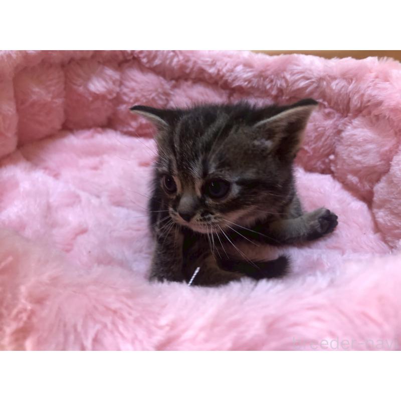 販売中の三重県のアメリカンショートヘア-132351の3枚目