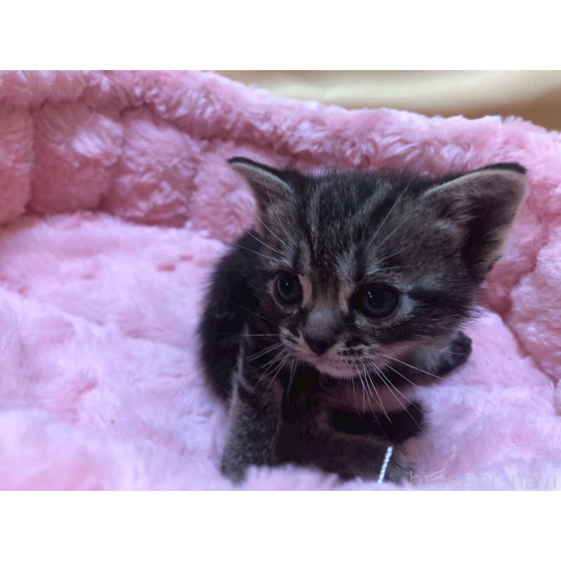 販売中の三重県のアメリカンショートヘア-132351の2枚目