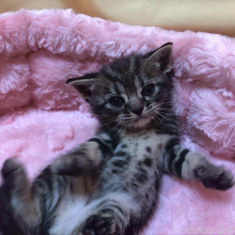 販売中の三重県のアメリカンショートヘア-132351