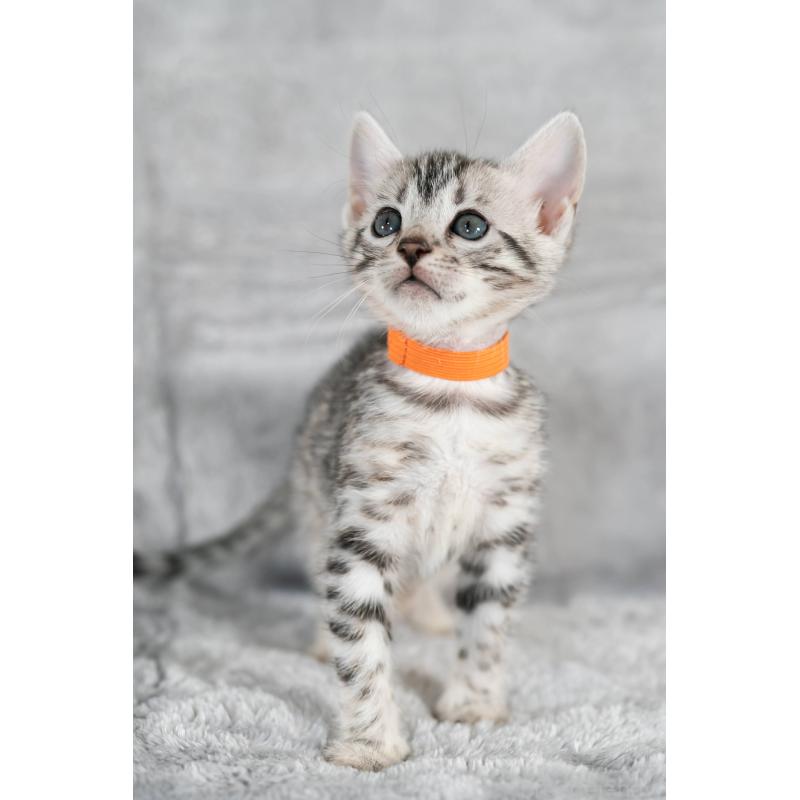 販売中の福岡県のベンガル-132356の9枚目