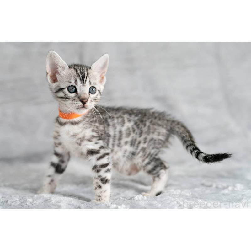 販売中の福岡県のベンガル-132356の8枚目