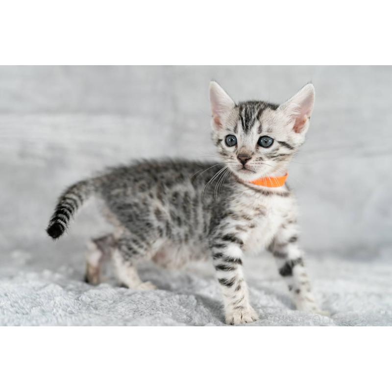 販売中の福岡県のベンガル-132356の7枚目