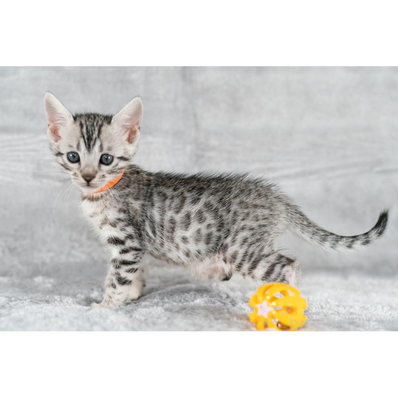 販売中の福岡県のベンガル-132356の6枚目