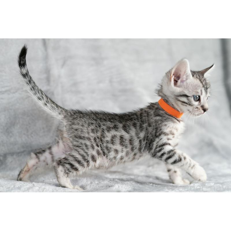 販売中の福岡県のベンガル-132356の5枚目