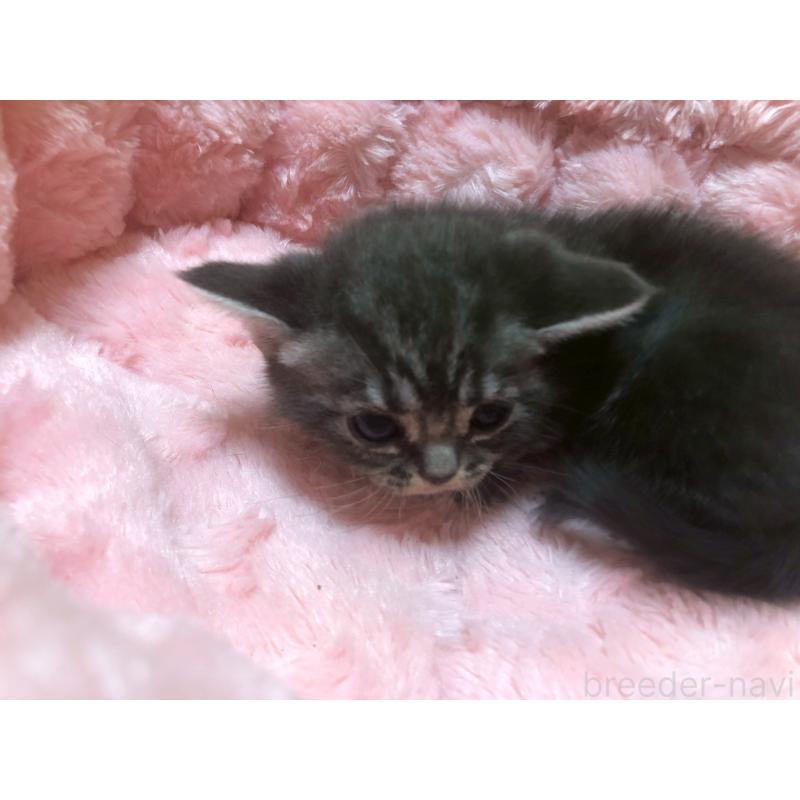 販売中の三重県のアメリカンショートヘア-132352の22枚目