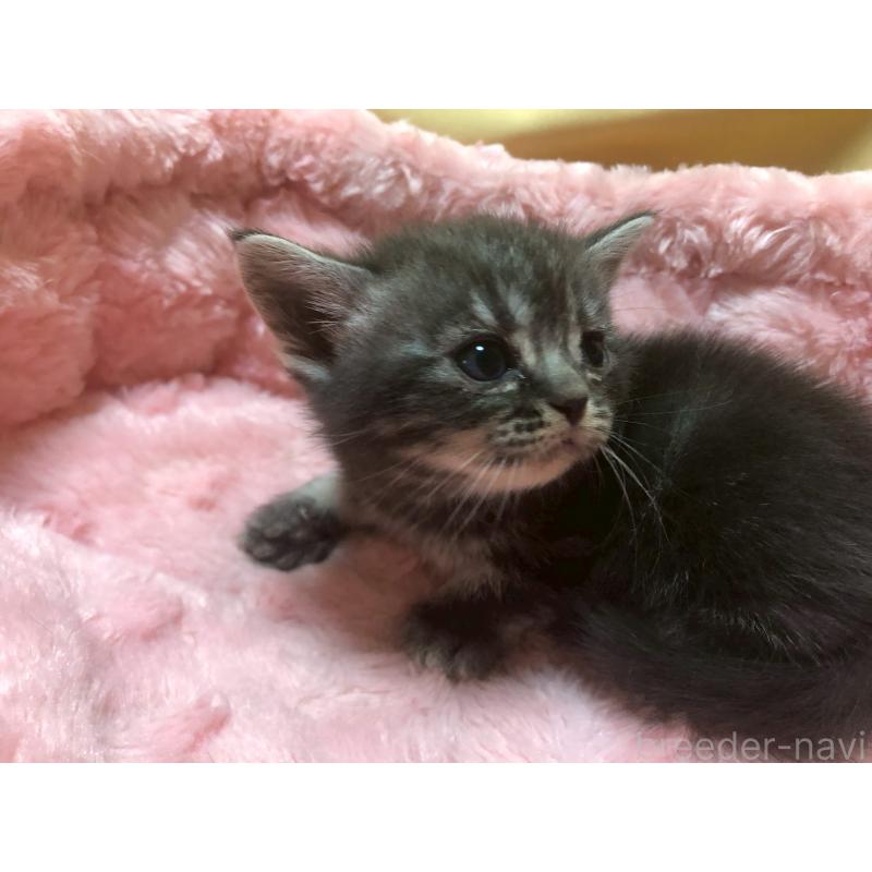 販売中の三重県のアメリカンショートヘア-132352の21枚目