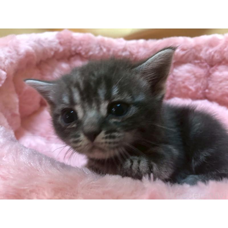 販売中の三重県のアメリカンショートヘア-132352の19枚目