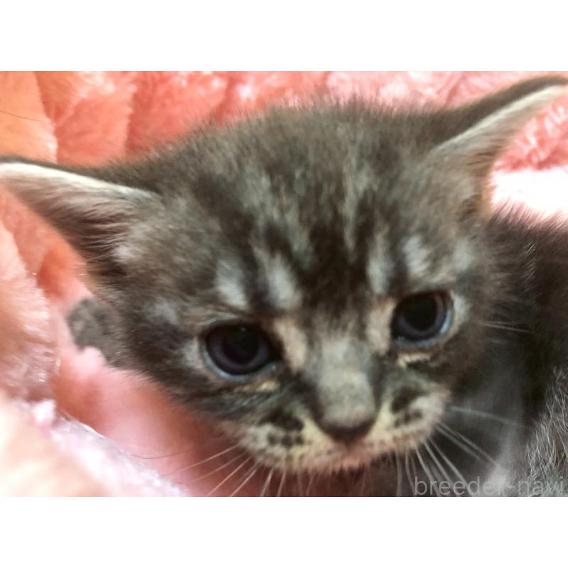 販売中の三重県のアメリカンショートヘア-132352の18枚目