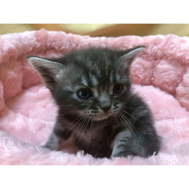 販売中の三重県のアメリカンショートヘア-132352の16枚目