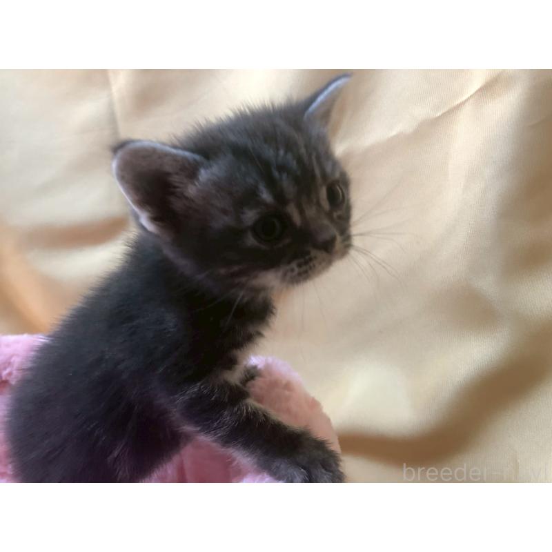 販売中の三重県のアメリカンショートヘア-132352の12枚目