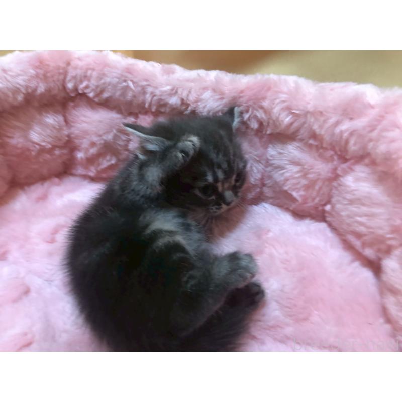 販売中の三重県のアメリカンショートヘア-132352の11枚目