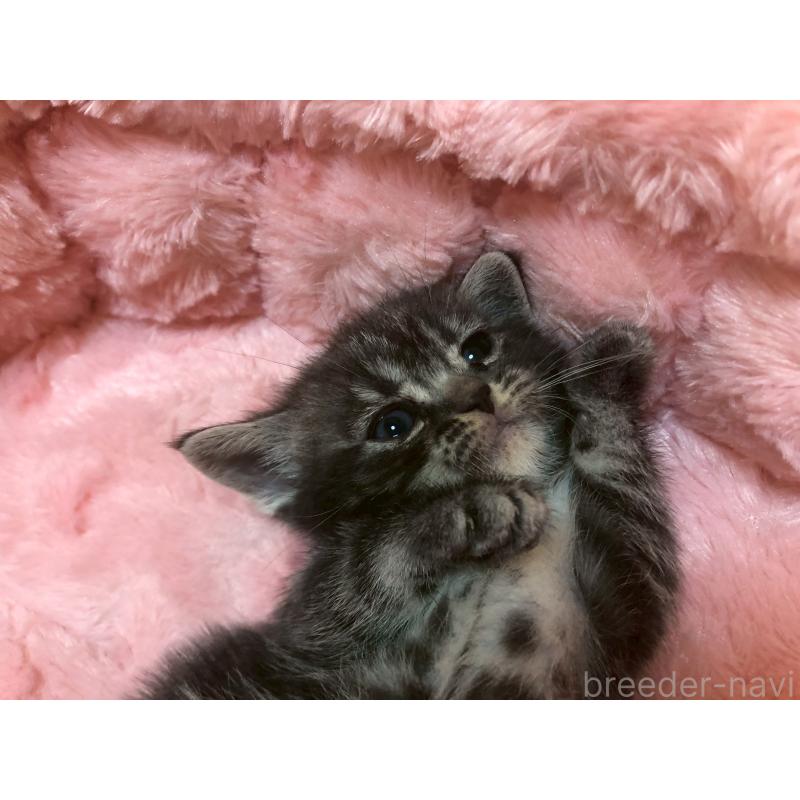 販売中の三重県のアメリカンショートヘア-132352の10枚目