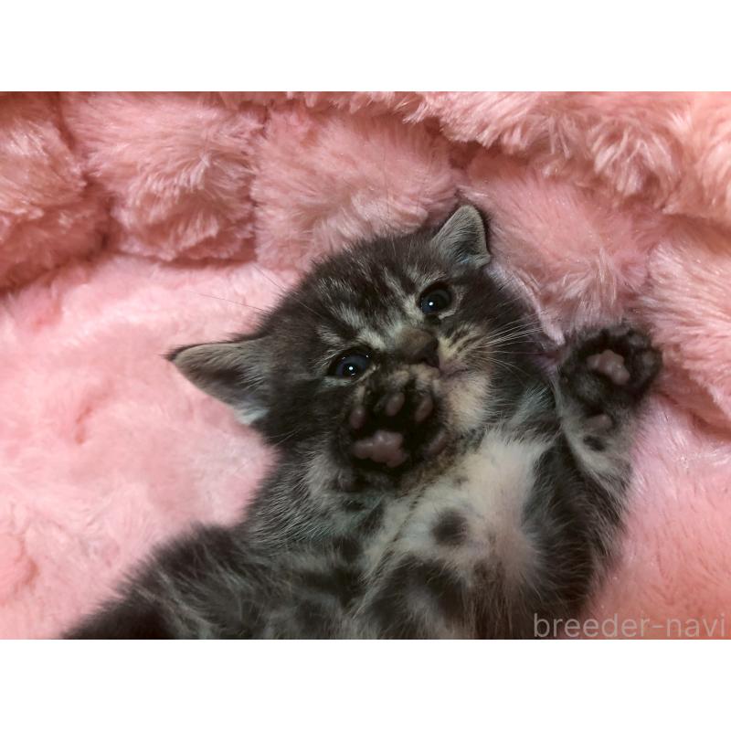 販売中の三重県のアメリカンショートヘア-132352の9枚目