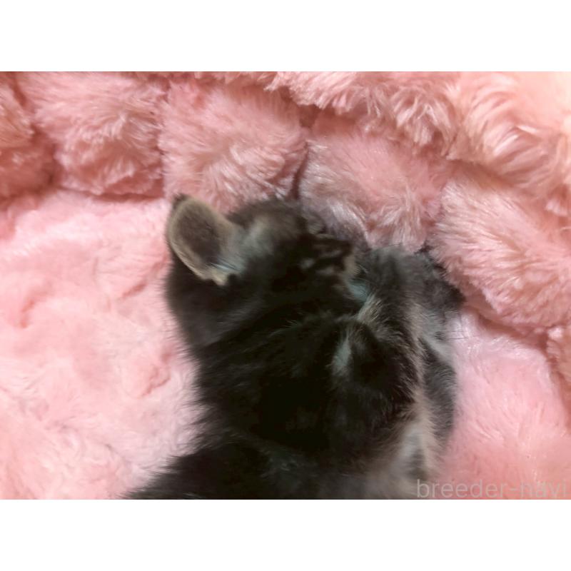 販売中の三重県のアメリカンショートヘア-132352の8枚目