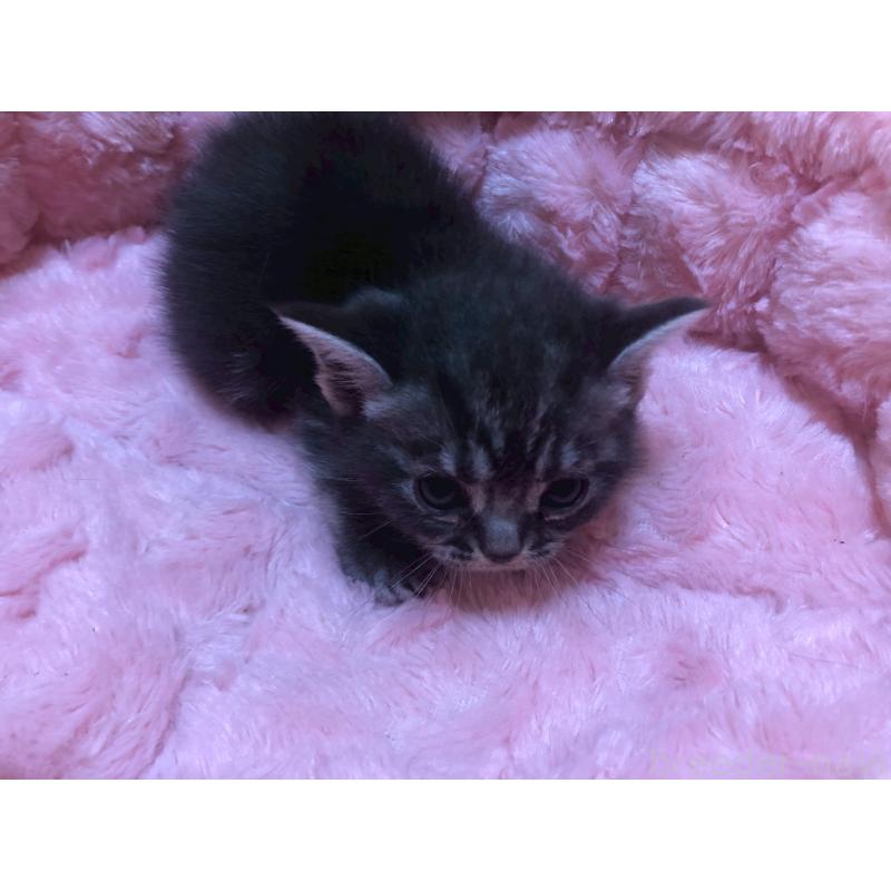 販売中の三重県のアメリカンショートヘア-132352の7枚目