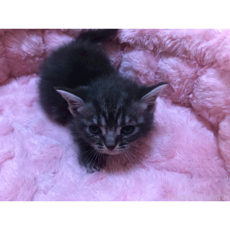 販売中の三重県のアメリカンショートヘア-132352の6枚目