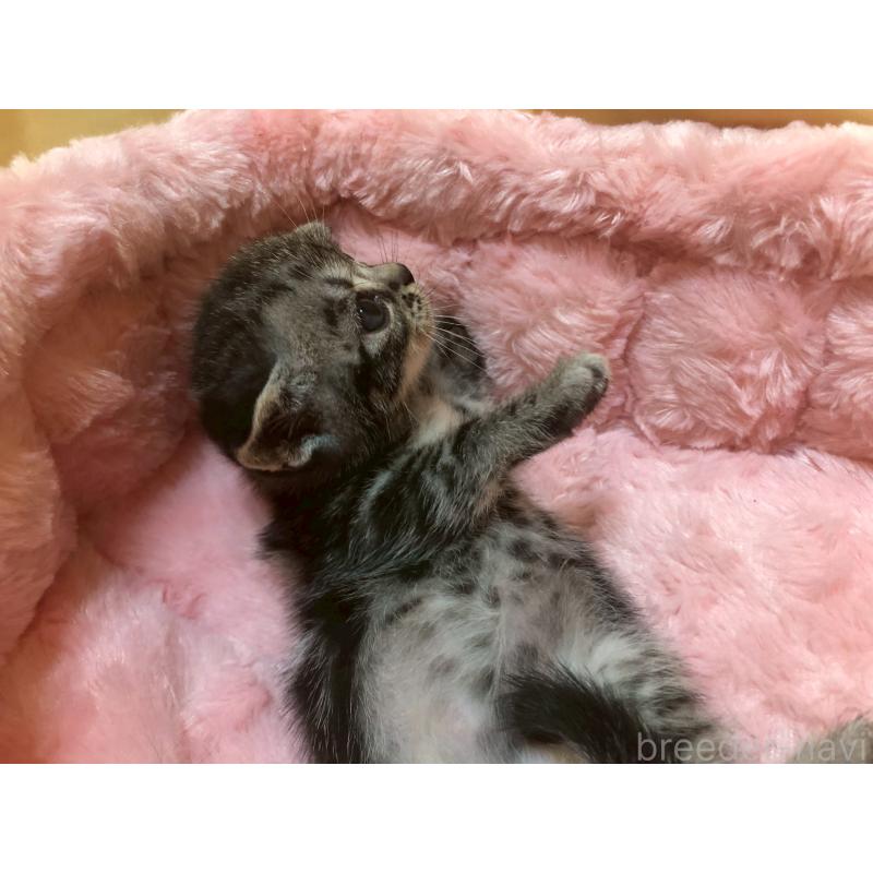 販売中の三重県のアメリカンショートヘア-132352の5枚目