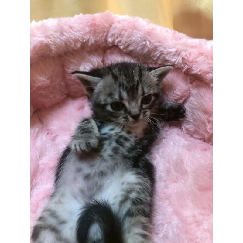 販売中の三重県のアメリカンショートヘア-132352の4枚目