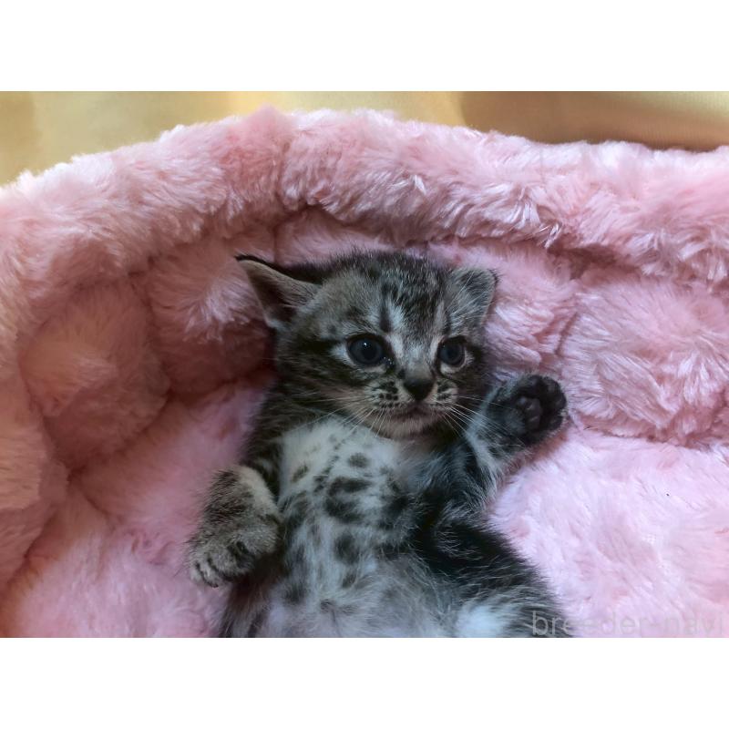 販売中の三重県のアメリカンショートヘア-132352の3枚目