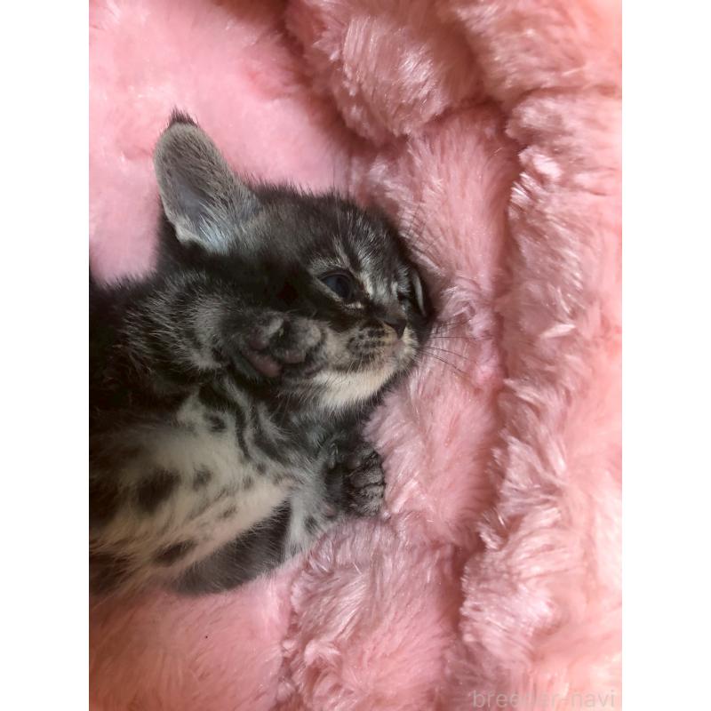 販売中の三重県のアメリカンショートヘア-132352の2枚目