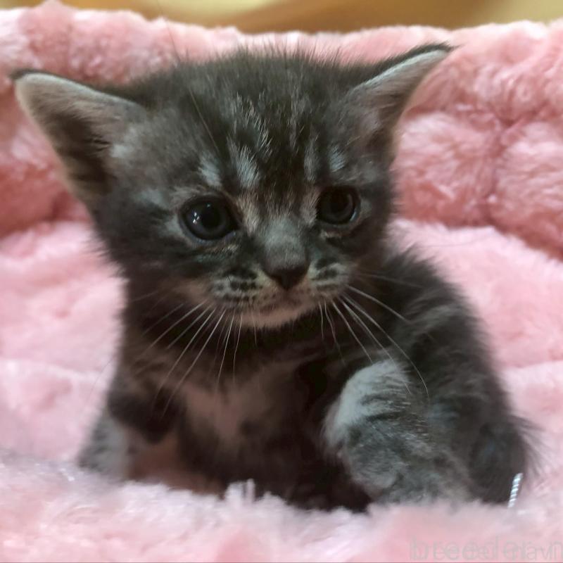 販売中の三重県のアメリカンショートヘア-132352