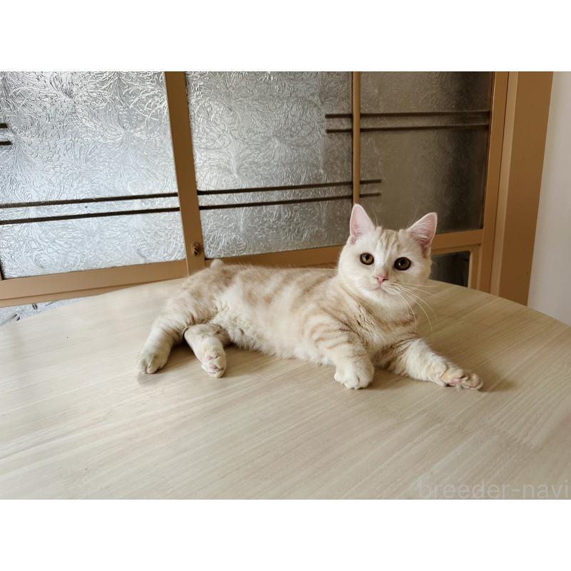 販売中の千葉県のマンチカン(短足)-119184の6枚目