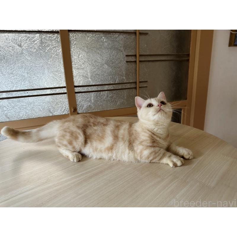 販売中の千葉県のマンチカン(短足)-119184の5枚目