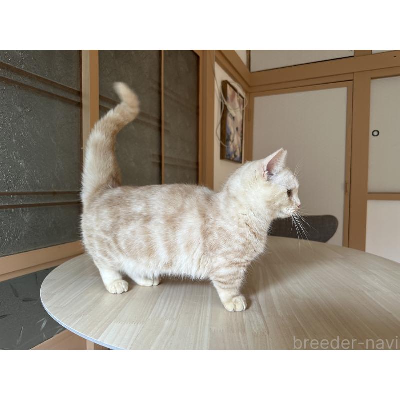 販売中の千葉県のマンチカン(短足)-119184の4枚目