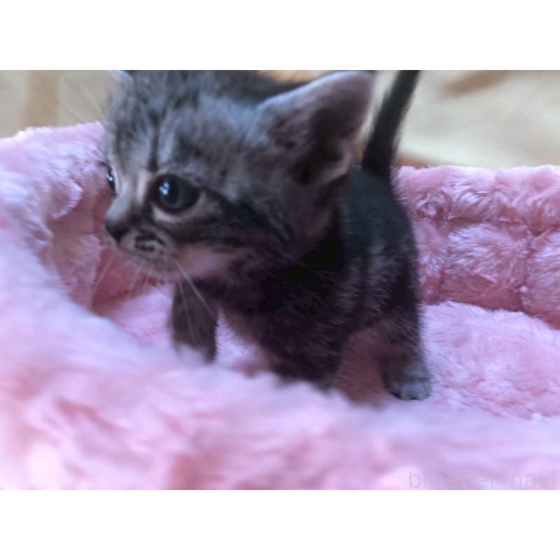 販売中の三重県のアメリカンショートヘア-132354の10枚目