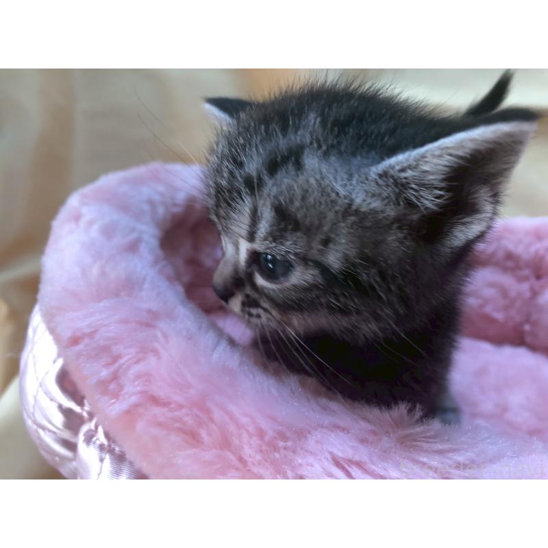 販売中の三重県のアメリカンショートヘア-132354の9枚目