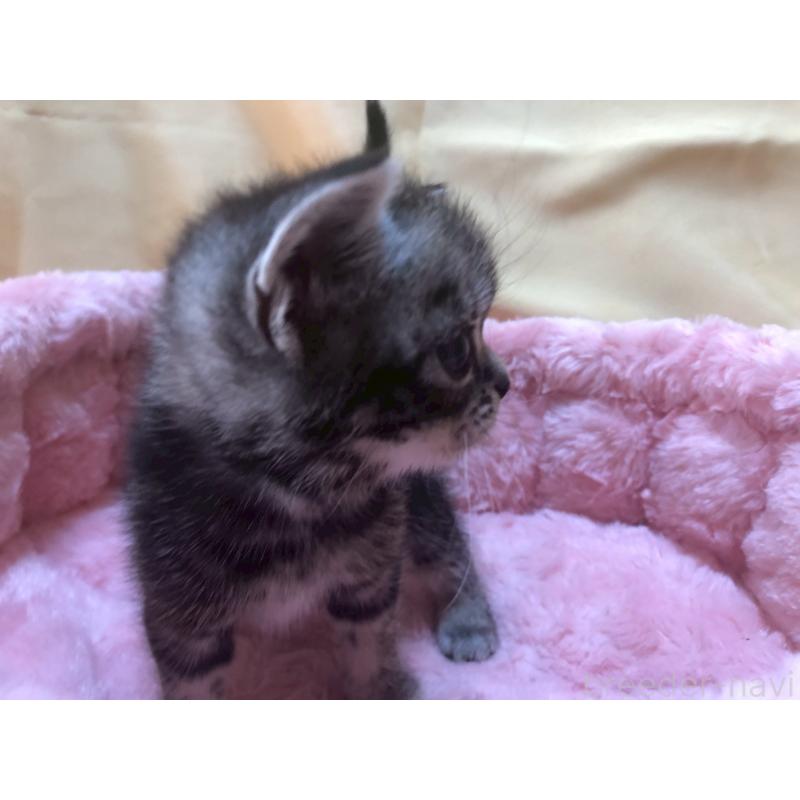 販売中の三重県のアメリカンショートヘア-132354の8枚目