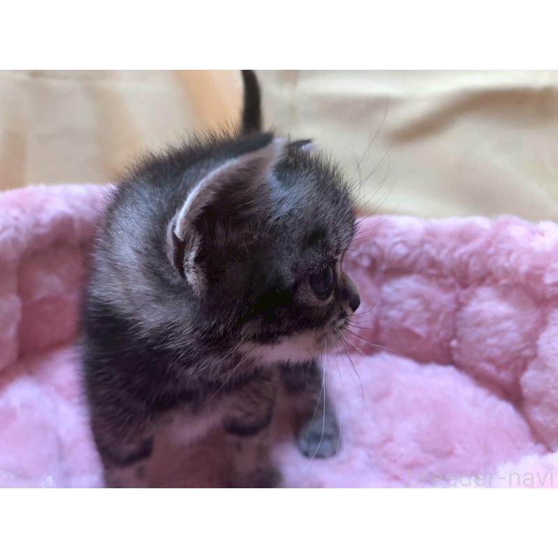 販売中の三重県のアメリカンショートヘア-132354の7枚目