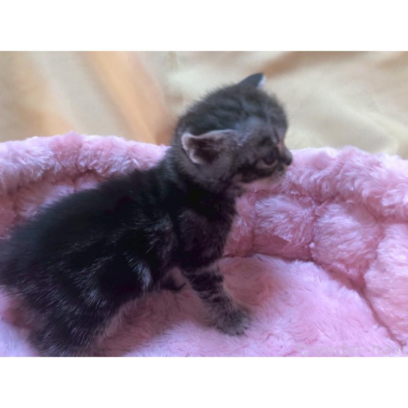 販売中の三重県のアメリカンショートヘア-132354の6枚目