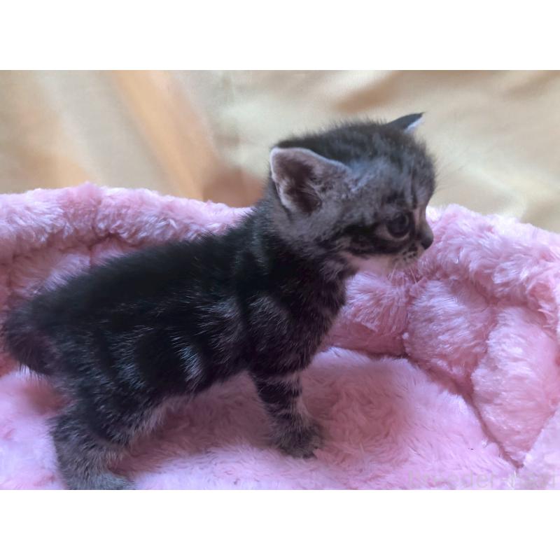 販売中の三重県のアメリカンショートヘア-132354の5枚目